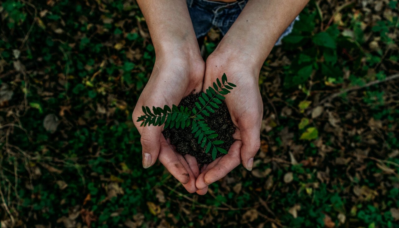 dos manos agarrando una plantita